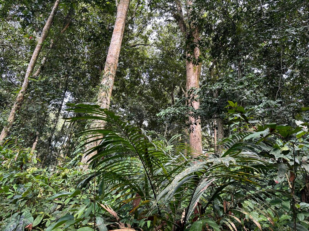 Forêt